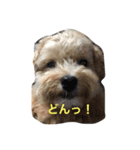 ちゃちゃまる。（個別スタンプ：3）