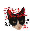 ネコのラブとトラ（個別スタンプ：1）