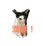 ネコのラブとトラ（個別スタンプ：4）
