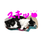 ネコのラブとトラ（個別スタンプ：11）