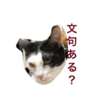 ネコのラブとトラ（個別スタンプ：16）