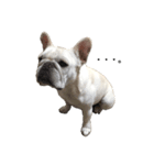 French bulldog Hanapu（個別スタンプ：1）