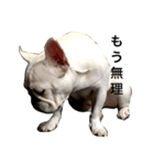 French bulldog Hanapu（個別スタンプ：2）