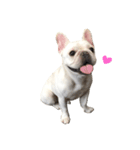 French bulldog Hanapu（個別スタンプ：3）