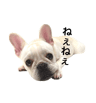 French bulldog Hanapu（個別スタンプ：4）