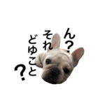 French bulldog Hanapu（個別スタンプ：8）