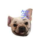 FrenchFuku（個別スタンプ：5）