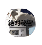 today chiro（個別スタンプ：6）