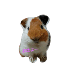 モルモットのデールくん❤（個別スタンプ：1）