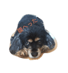 lililoa（個別スタンプ：1）