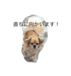 lililoa（個別スタンプ：8）