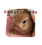 うさぎのララさん。（個別スタンプ：1）