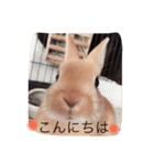 うさぎのララさん。（個別スタンプ：2）