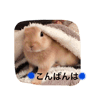 うさぎのララさん。（個別スタンプ：3）