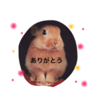 うさぎのララさん。（個別スタンプ：5）