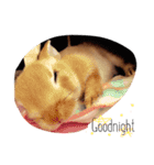 うさぎのララさん。（個別スタンプ：10）