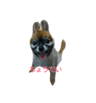 Wan  Wan（個別スタンプ：3）