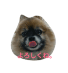 Wan  Wan（個別スタンプ：4）