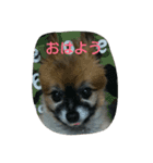Wan  Wan（個別スタンプ：6）