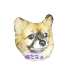 Wan  Wan（個別スタンプ：7）