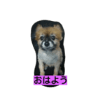 Wan  Wan（個別スタンプ：11）