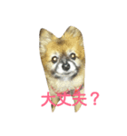 Wan  Wan（個別スタンプ：12）