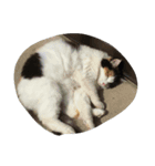 二匹の猫（個別スタンプ：1）