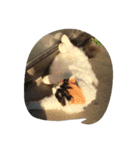 二匹の猫（個別スタンプ：2）