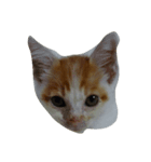 二匹の猫（個別スタンプ：3）
