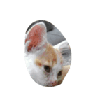 二匹の猫（個別スタンプ：4）