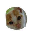 二匹の猫（個別スタンプ：5）