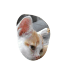 二匹の猫（個別スタンプ：6）