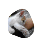 二匹の猫（個別スタンプ：7）