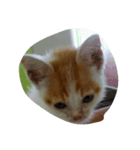 二匹の猫（個別スタンプ：8）