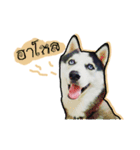 mr.nif husky（個別スタンプ：1）