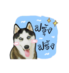 mr.nif husky（個別スタンプ：2）