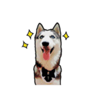 mr.nif husky（個別スタンプ：3）