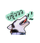 mr.nif husky（個別スタンプ：4）