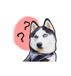 mr.nif husky（個別スタンプ：5）