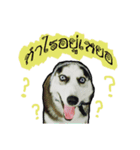 mr.nif husky（個別スタンプ：6）