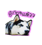 mr.nif husky（個別スタンプ：8）