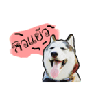 mr.nif husky（個別スタンプ：10）