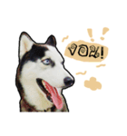 mr.nif husky（個別スタンプ：12）