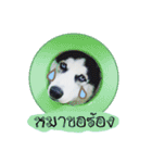 mr.nif husky（個別スタンプ：14）