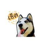 mr.nif husky（個別スタンプ：15）