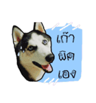 mr.nif husky（個別スタンプ：16）