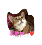 LOVE  CATS（個別スタンプ：1）