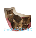 LOVE  CATS（個別スタンプ：2）