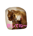 LOVE  CATS（個別スタンプ：3）