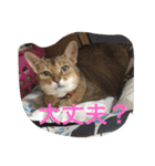 LOVE  CATS（個別スタンプ：5）